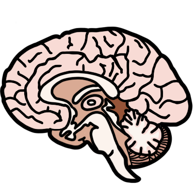 A side-view cross-section of a human brain.